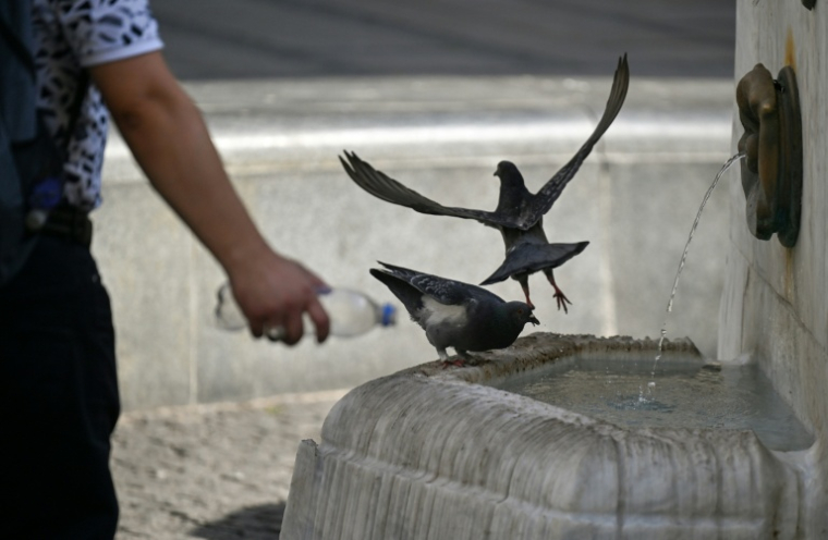 Des pigeons s'abreuvent à une fontaine à Belgrade, le 26 juin 2026, alors que la Serbie traverse une vague de chaleur ( AFP / OLIVER BUNIC )