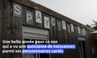 Sarthe: Naissance exceptionnelle d'un bébé gibbon à mains blanches au zoo de Spay