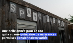 Sarthe: Naissance exceptionnelle d'un bébé gibbon à mains blanches au zoo de Spay