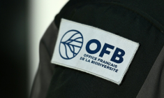 Repérée en France métropolitaine pour la première fois en 2022, la fourmi électrique, espèce exotique invasive, menace d'envahir de nouveaux espaces naturels, faute d'argent suffisant pour l'éradiquer des deux foyers déjà établis ( AFP / Christophe ARCHAMBAULT )