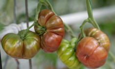 Tomates ou pommes en souffrance, prairies grillées, ponte au ralenti: l'agriculture paye un lourd tribut aux canicules et à la sécheresse ( AFP / Fred TANNEAU )