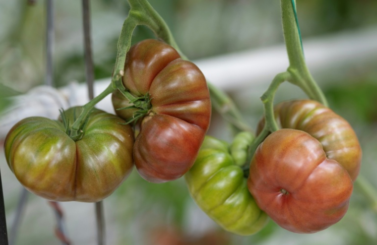 Tomates ou pommes en souffrance, prairies grillées, ponte au ralenti: l'agriculture paye un lourd tribut aux canicules et à la sécheresse ( AFP / Fred TANNEAU )