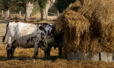 Une vache mange du foin, à Heudreville-en-Lieuvin, dans l'Eure, le 21 août 2026 ( AFP / JOEL SAGET )