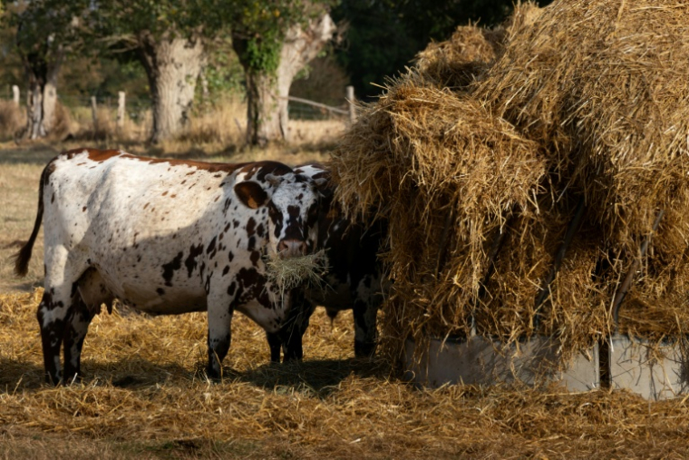 Une vache mange du foin, à Heudreville-en-Lieuvin, dans l'Eure, le 21 août 2026 ( AFP / JOEL SAGET )