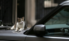 Le chat Larry sur le capot d'une voiture, le 4 juillet 2017 à Londres ( AFP / Daniel LEAL )