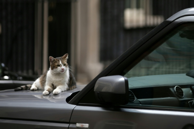 Le chat Larry sur le capot d'une voiture, le 4 juillet 2017 à Londres ( AFP / Daniel LEAL )