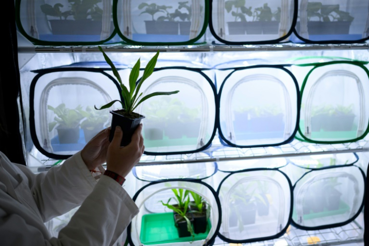 Un technicien de laboratoire présente la culture d'aphidés pour développer une alternative à la lutte contre les insectes nuisibles et les pucerons, dans le laboratoire Agriodor à Rennes, le 16 mai 2025 ( AFP / Loic VENANCE )