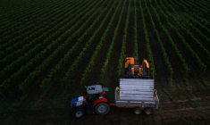 Une machine vendange des rangs de souvignier gris pour la cave coopérative Tutiac dans les vignobles de Civrac-de-Blaye, dans la région de Bordeaux, le 3 septembre 2025 ( AFP / Philippe LOPEZ )