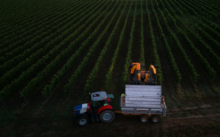 Une machine vendange des rangs de souvignier gris pour la cave coopérative Tutiac dans les vignobles de Civrac-de-Blaye, dans la région de Bordeaux, le 3 septembre 2025 ( AFP / Philippe LOPEZ )