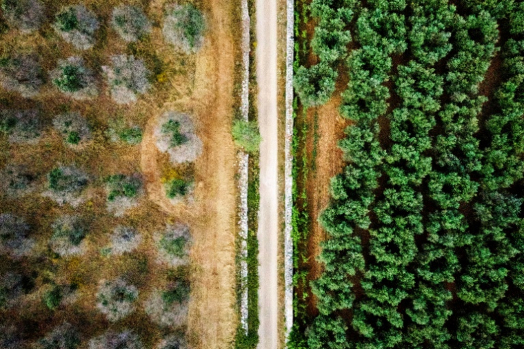 Vue aérienne de deux variétés d'oliviers, certains infectés (g) par la bactérie Xylella fastidiosa, et d'autres résistant à la maladie, le 20 juin 2019 près de Racale, dans la région des Pouilles, dans le sud de l'Italie ( AFP / Charles ONIANS )