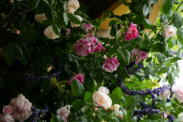 Les King's rose au centre, entourées des Sir David Beckham rose, crées par David Austin Roses, au Chelsea Flower Show à Londres le 18 mai 2026 ( POOL / Yui Mok )