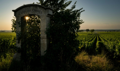 Les vignes du Clos des Ormes à Morey-Saint-Denis (Côte-d'Or), le 1er juillet 2025 ( AFP / ARNAUD FINISTRE )