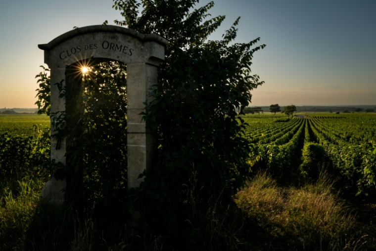 Les vignes du Clos des Ormes à Morey-Saint-Denis (Côte-d'Or), le 1er juillet 2025 ( AFP / ARNAUD FINISTRE )