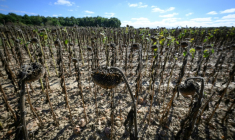 La France s'apprête à entrer cette semaine dans l'automne avec un temps sec et chaud, après un été record en termes de chaleur et d'une sécheresse qui peine encore à s'estomper ( AFP / Loic VENANCE )