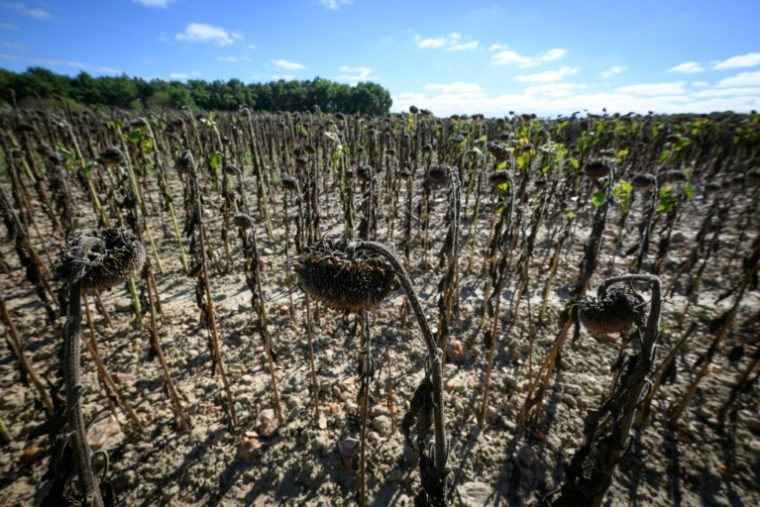La France s'apprête à entrer cette semaine dans l'automne avec un temps sec et chaud, après un été record en termes de chaleur et d'une sécheresse qui peine encore à s'estomper ( AFP / Loic VENANCE )
