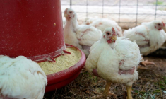 UN FOYER DE GRIPPE AVIAIRE DÉTECTÉ EN HAUTE-CORSE