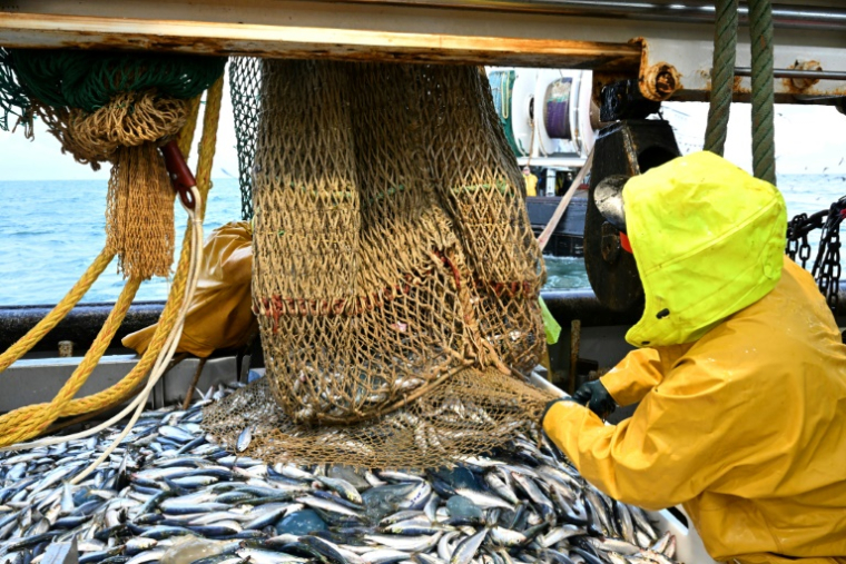 Ouvert d'un coup sec, le filet libère des milliers de sardines de belle taille ( AFP / FRANCOIS NASCIMBENI )
