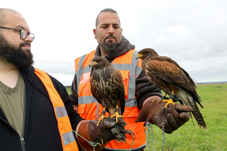 Des buses sont perchées sur les bras de leurs fauconniers, le 13 octobre 2025 à l'aéroport de Beauvais, dans l'Oise ( AFP / Francois LO PRESTI )