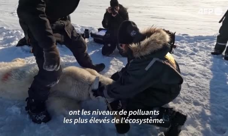 Arctique: traquer la pollution sur les ours polaires