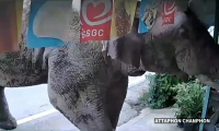 Thailande: un éléphant sauvage fait irruption dans une supérette