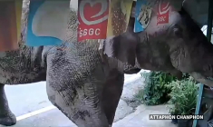 Thailande: un éléphant sauvage fait irruption dans une supérette