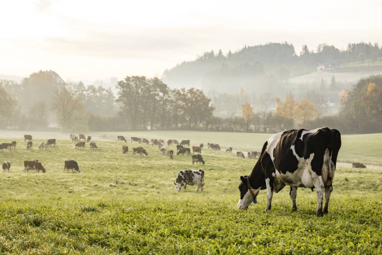 Faut-il réduire le cheptel bovin en France ?-iStock-Frizi