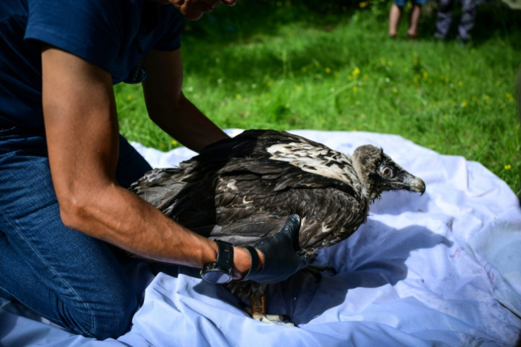 Pascal Orabi, coordinateur du programme LIFE Gyp'Act pour la Ligue de protection des oiseaux (LPO), s'apprête à libérer un bébé gypaète barbu, dans le Parc Naturel Régional du Vercors, près de Treschenu-Creyers, le 13 juin 2025 ( AFP / OLIVIER CHASSIGNOLE )