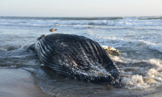 La carcasse d'une baleine à bosse morte à cause d'un empoisonnement à l'acide domoïque, retrouvée par les scientiques de l'Université de Californie à Santa Cruz, sur une plage de la baie de Monterey, en Californie, le 5 juin 2026 ( Marine Mammal Stranding Network, UC Santa Cruz / Handout )
