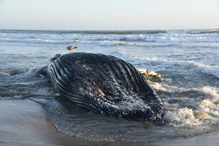 La carcasse d'une baleine à bosse morte à cause d'un empoisonnement à l'acide domoïque, retrouvée par les scientiques de l'Université de Californie à Santa Cruz, sur une plage de la baie de Monterey, en Californie, le 5 juin 2026 ( Marine Mammal Stranding Network, UC Santa Cruz / Handout )