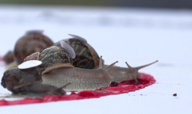 L'Angleterre accueille les Mondiaux de courses d'escargots