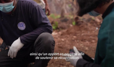 Indonésie: des orangs-outans évacués des zones incendiées