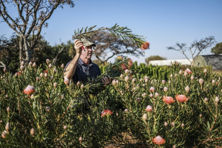 L'agriculteur Nico Thuynsma dans un champ de protéas poussant dans sa ferme de Cullinan, à l'est de Pretoria, le 3 juin 2025 en Afrique du Sud ( AFP / Phill Magakoe )