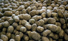 Des pommes de terre après leur récolte dans une coopérative agricole à Geer, le 26 septembre 2025 en Belgique ( AFP / Nicolas TUCAT )