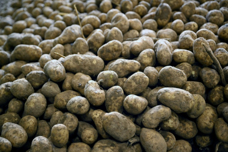 Des pommes de terre après leur récolte dans une coopérative agricole à Geer, le 26 septembre 2025 en Belgique ( AFP / Nicolas TUCAT )