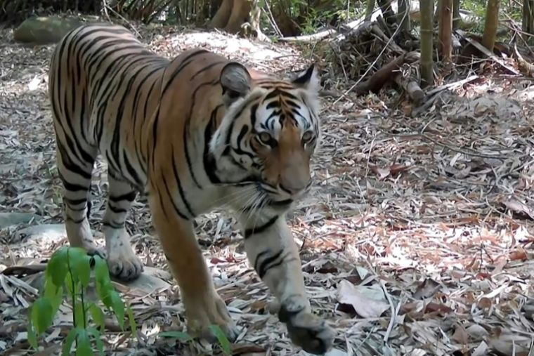 Image tirée d'une vidéo de caméra de surveillance, prise le 30 avril 2024, et publiée le 15 juin 2025 par le Département des parcs nationaux, de la faune et de la conservation des plantes (DNP) de Thaïlande et le WWF Thaïlande, montrant un tigre dans le parc national de Khlong Lan, dans la province de Khampaeng Phet, en Thaïlande ( DNP/WWF-THAILAND / Handout )