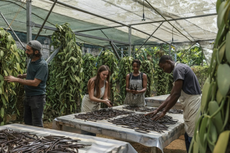 Juliette Dohar (g), cofondatrice de L'atelier Vanilha, travaille avec des employés dans son atelier à São Tomé, capitale de São Tomé-et-Principe, le 7 août 2026 ( AFP / Daniel BELOUMOU OLOMO )