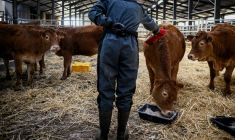 Photo d'illustration ( AFP / JEFF PACHOUD )