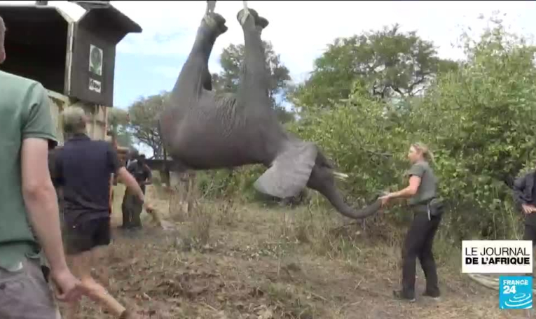 Malawi : 250 éléphants relocalisés dans un parc où l'espèce avait quasiment disparu