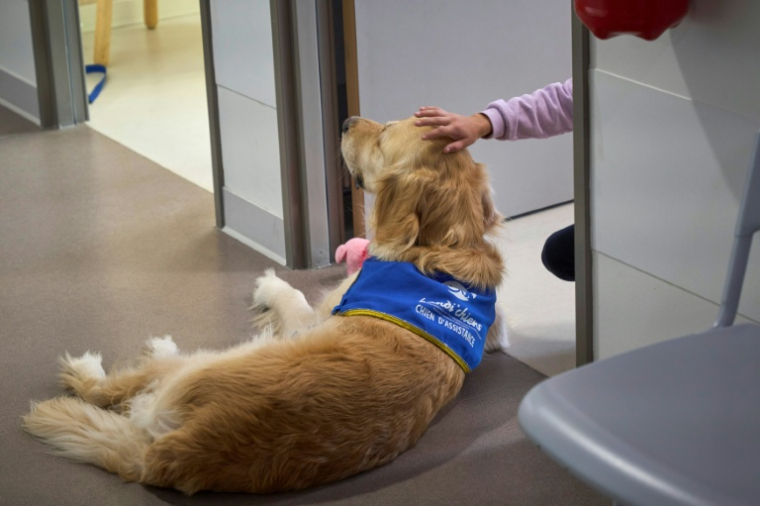 Une enfant caresse un chien d'assistance dans l'unité UAPED (Unité d'Accueil Pédiatrique pour Enfants en Danger) dans un contexte de maltraitance au CHU d'Orléans, le 16 octobre 2024 dans le Loiret ( AFP / Guillaume SOUVANT )