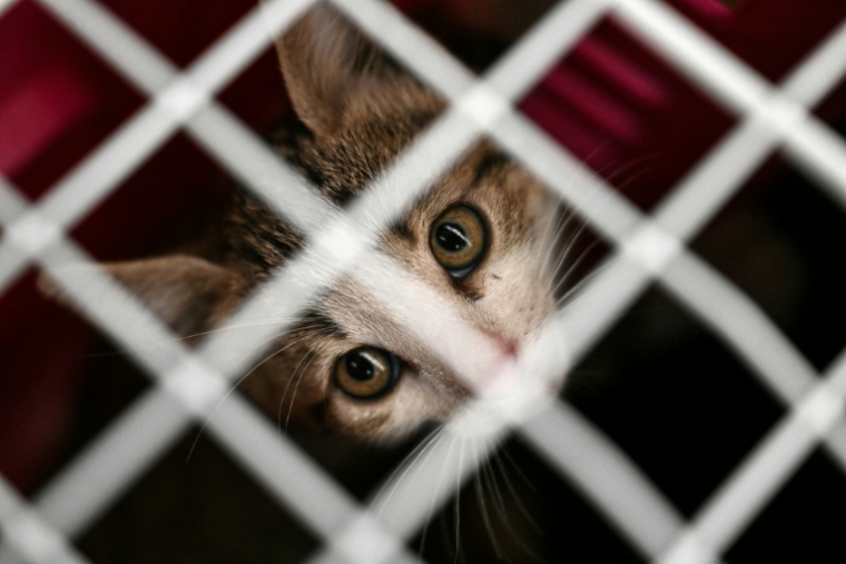 Un chaton errant capturé à Floirac, en Gironde, le 22 septembre 2026 ( AFP / Christophe ARCHAMBAULT )