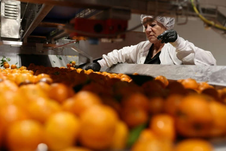 Un employé enlève les feuilles et les déchets des clémentines avant de les presser dans l'usine de production de jus Corse Fruits et Légumes, à Linguizetta, en Corse, le 14 novembre 2025 ( AFP / Pascal POCHARD-CASABIANCA )