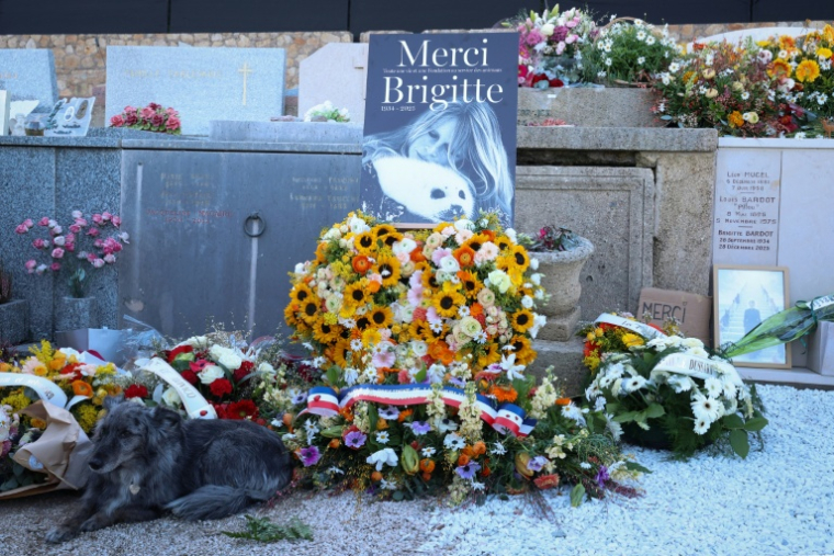 Un chien couché à côté des fleurs déposées autour de la tombe de l'actrice Brigitte Bardot, au cimetière maritime de Saint-Tropez, le 7 janvier 2026 après ses funérailles dans le Var ( AFP / Valery HACHE )