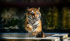 Un tigre du Bengale dans son enclos du  zoo national de Dacca, le 7 avril 2026 au Bangladesh ( AFP / Munir UZ ZAMAN )