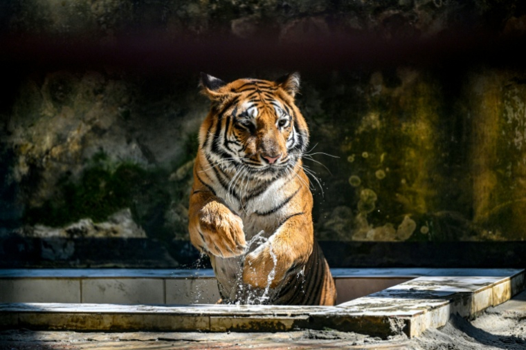 Un tigre du Bengale dans son enclos du  zoo national de Dacca, le 7 avril 2026 au Bangladesh ( AFP / Munir UZ ZAMAN )