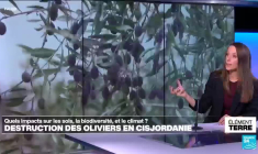 Destructions des oliviers en Cisjordanie : quels impacts pour l'environnement