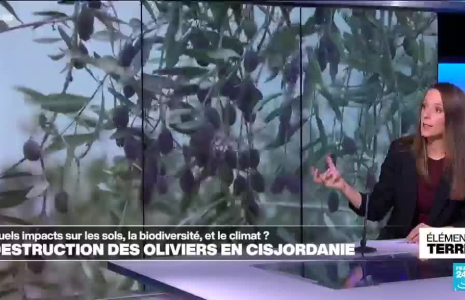 Destructions des oliviers en Cisjordanie : quels impacts pour l'environnement