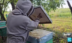 Guerre en Ukraine : un apiculteur revient pour ses abeilles