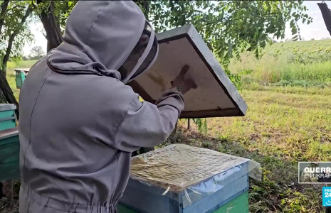 Guerre en Ukraine : un apiculteur revient pour ses abeilles