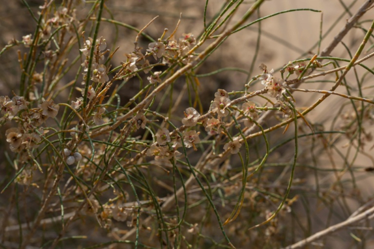 Saxaouls à Bokourdak au Turkménistan, le 11 octobre 2025 ( AFP / Nikolay Vavilov )