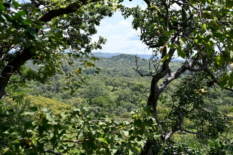 Le parc national de la Comoè dans le nord-est de la Côte d'Ivoire, un des plus grands d'Afrique de l'Ouest, le 13 octobre 2025. ( AFP / Issouf SANOGO )